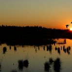 Sunset over the swamp (2) : Flying home