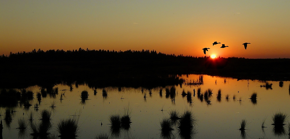 Sunset over the swamp (2) : Flying home