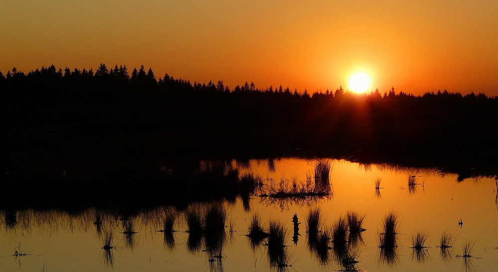 Sunset over the swamp (3) : The golden sky