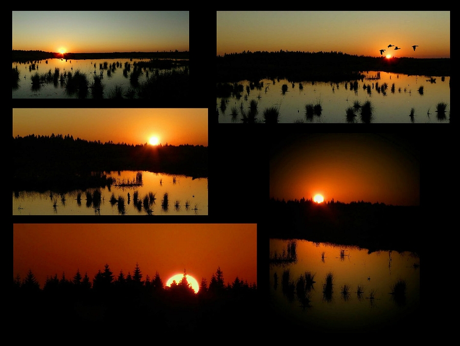 Sunset over the swamp : the compilation