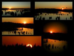 Sunset over the swamp : the compilation