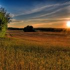 sunset over the wheat field