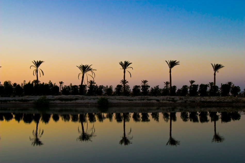 Sunset palms