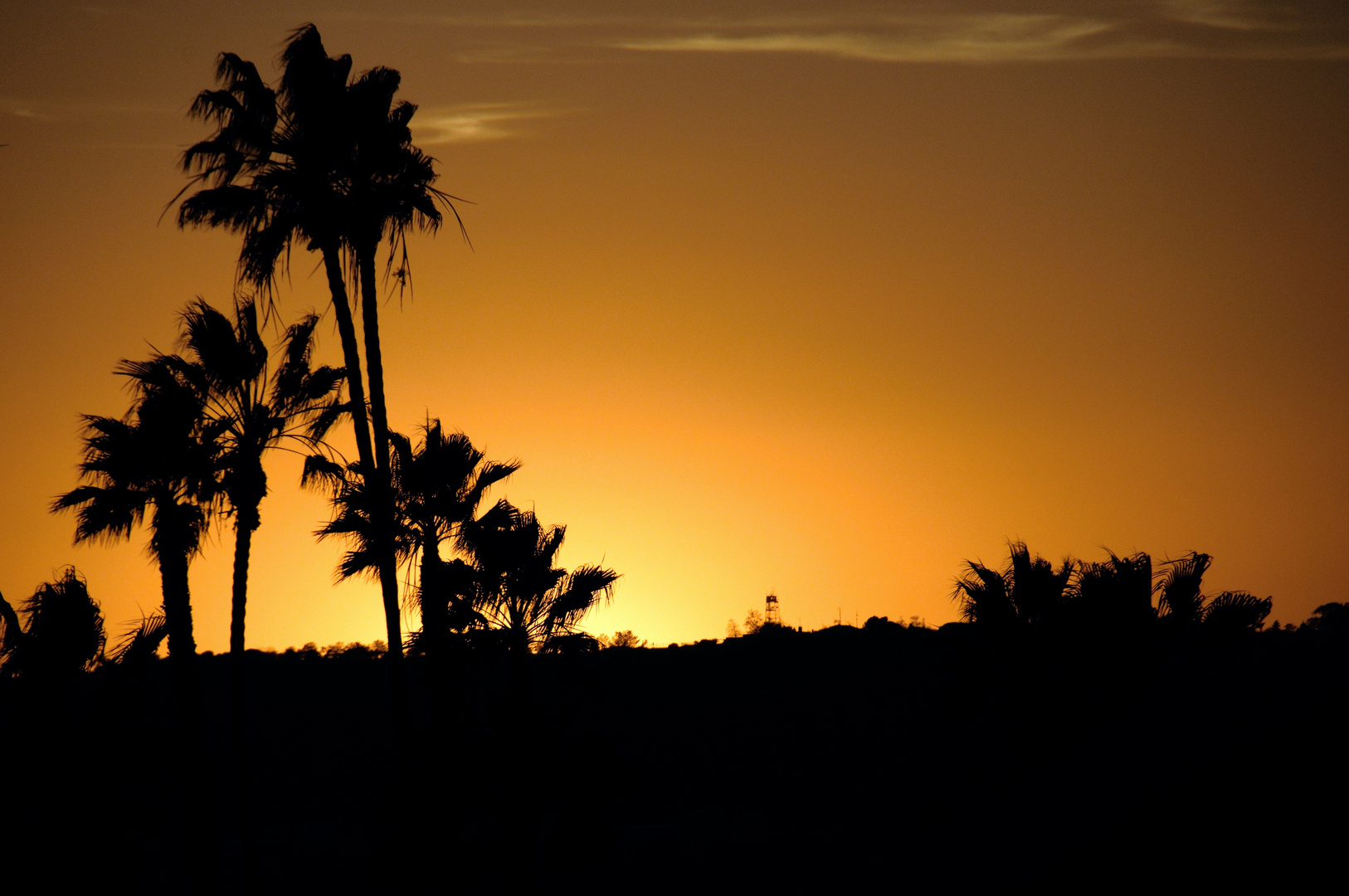 Sunset-Palms