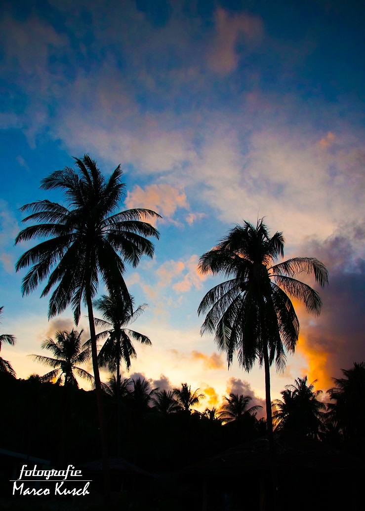 Sunset Palms