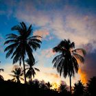 Sunset Palms