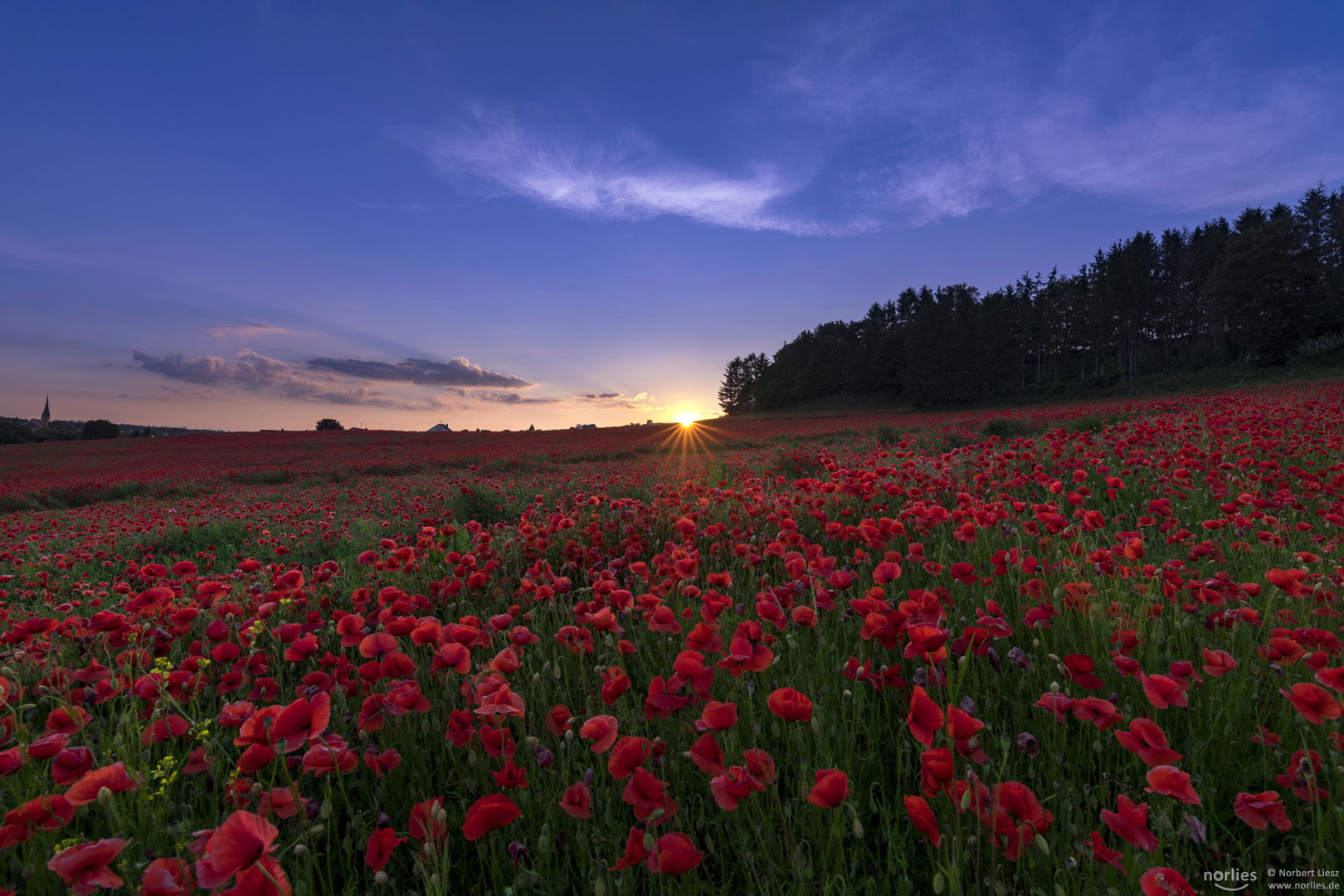 sunset poppy field