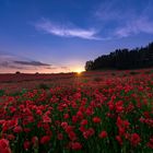 sunset poppy field