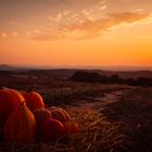 ~~ Sunset Pumpkin ~~