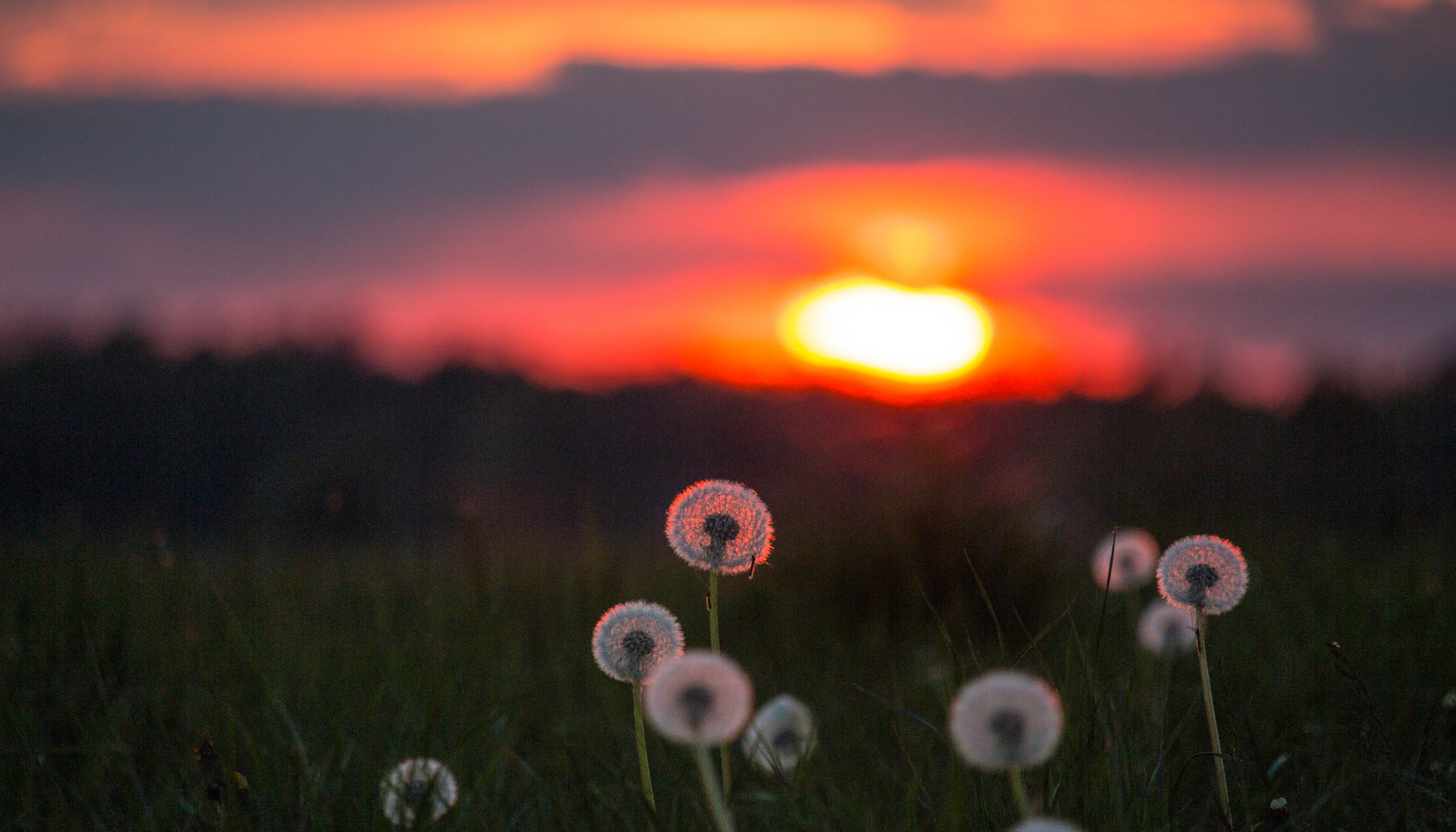 Sunset Pusteblume