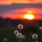 Sunset Pusteblume