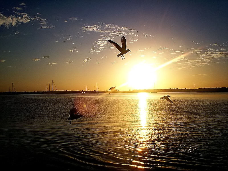 sunset quartet