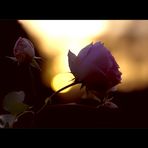 Sunset-Rose