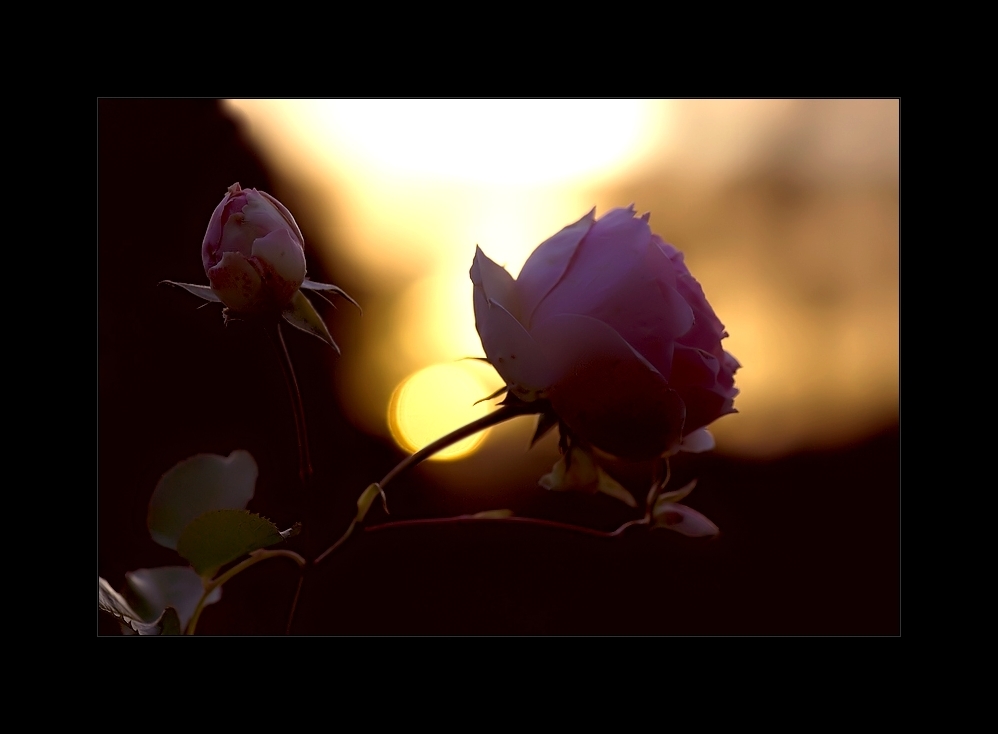 Sunset-Rose