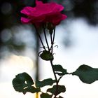 Sunset Rose