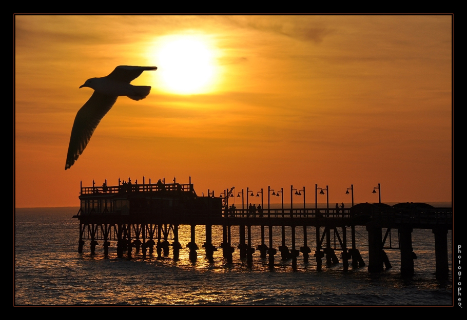 Sunset Seagul