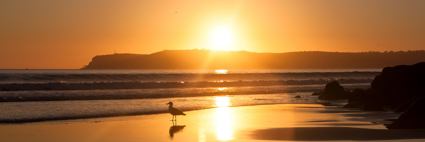 Sunset seagull