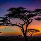 Sunset Serengeti Namiri Plains