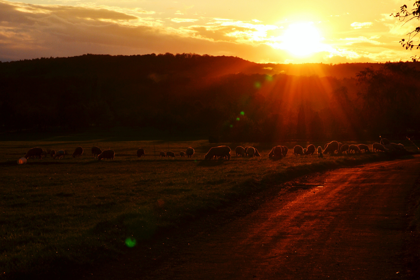 Sunset Sheep