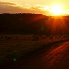 Sunset Sheep