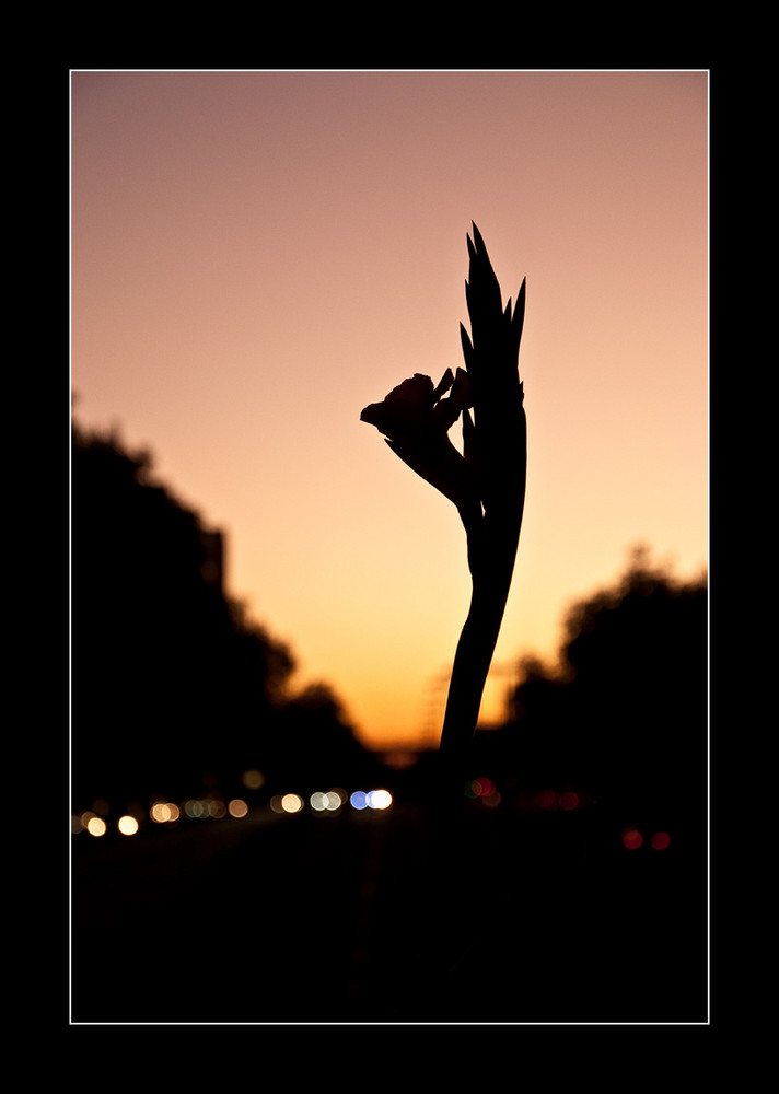 Sunset Silhouette