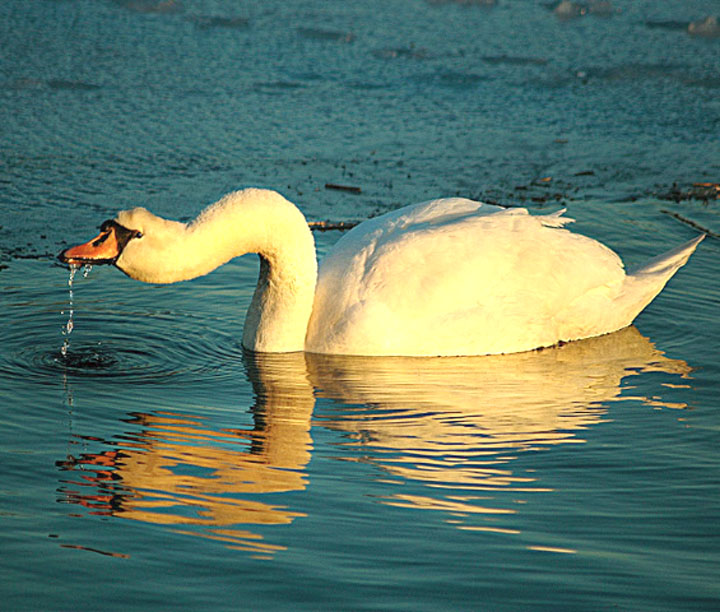 'Sunset Sipper'