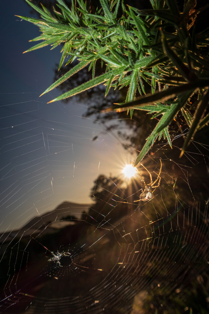 Sunset Spider