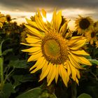 Sunset Sunflowers