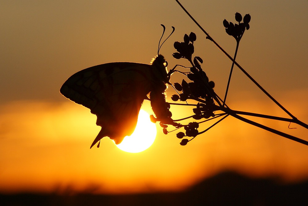 Sunset & Swallowtail