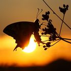 Sunset & Swallowtail