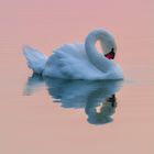 *** SUNSET SWAN ***