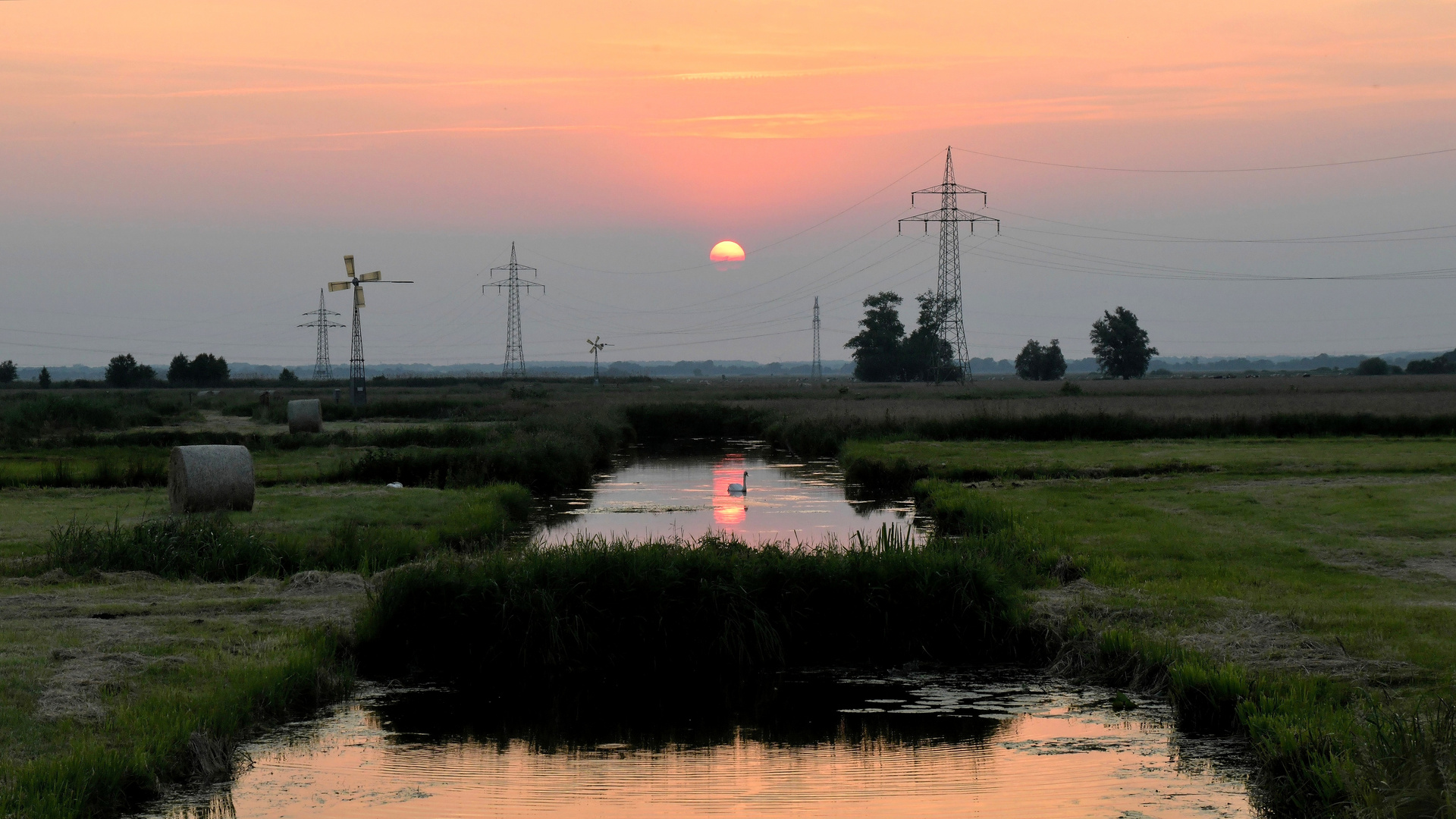 Sunset Swan