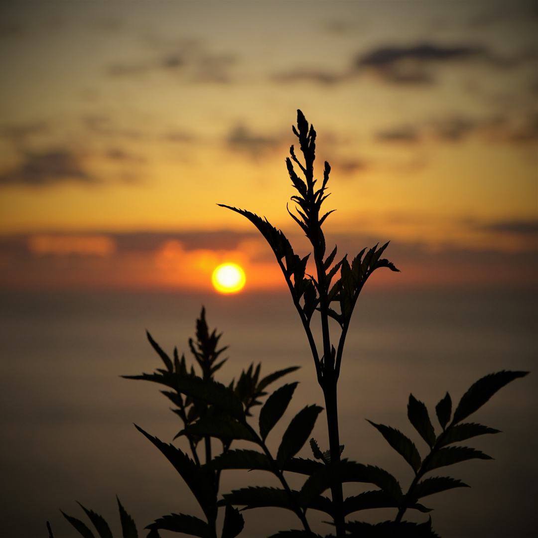 Sunset Tenerife - Puerto de la Cruz