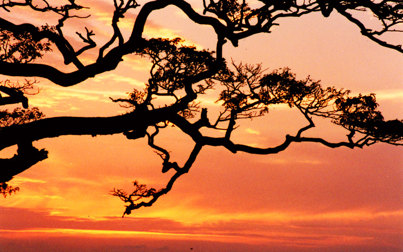 Sunset throgh the branches
