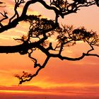 Sunset throgh the branches