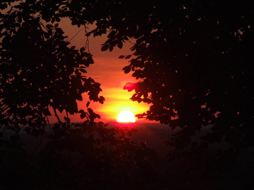 Sunset through a shadows of leaves