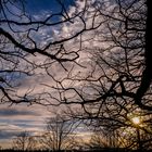 Sunset through the branches 