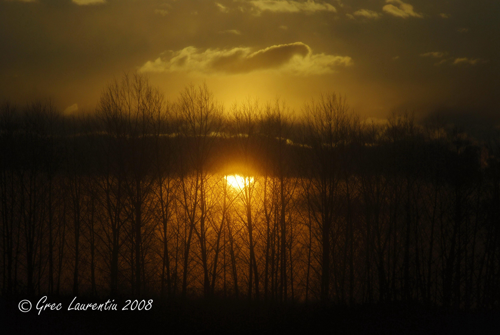 Sunset through the trees