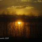 Sunset through the trees