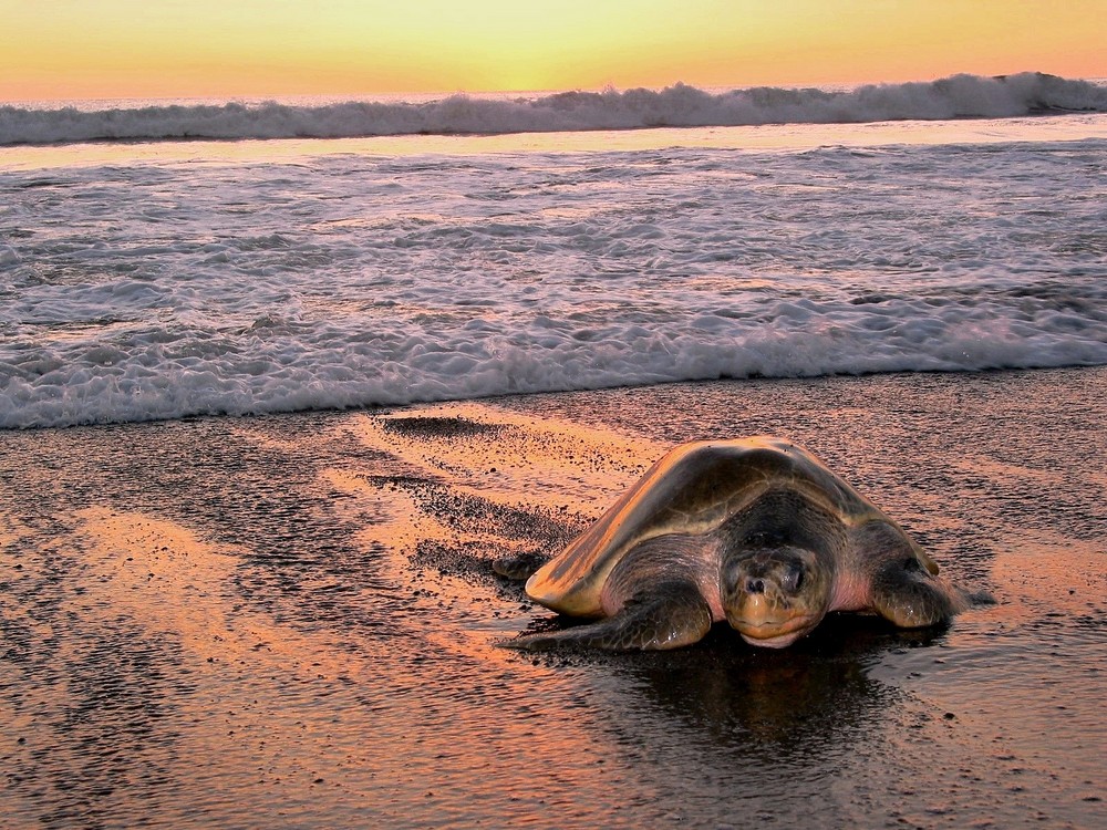 sunset tortuga