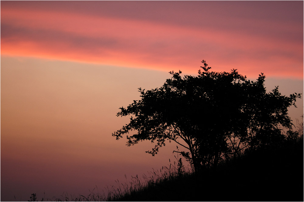 Sunset tree 2