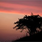 Sunset tree 2