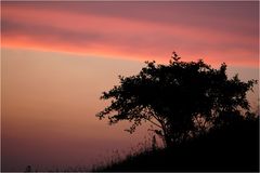 Sunset tree 2