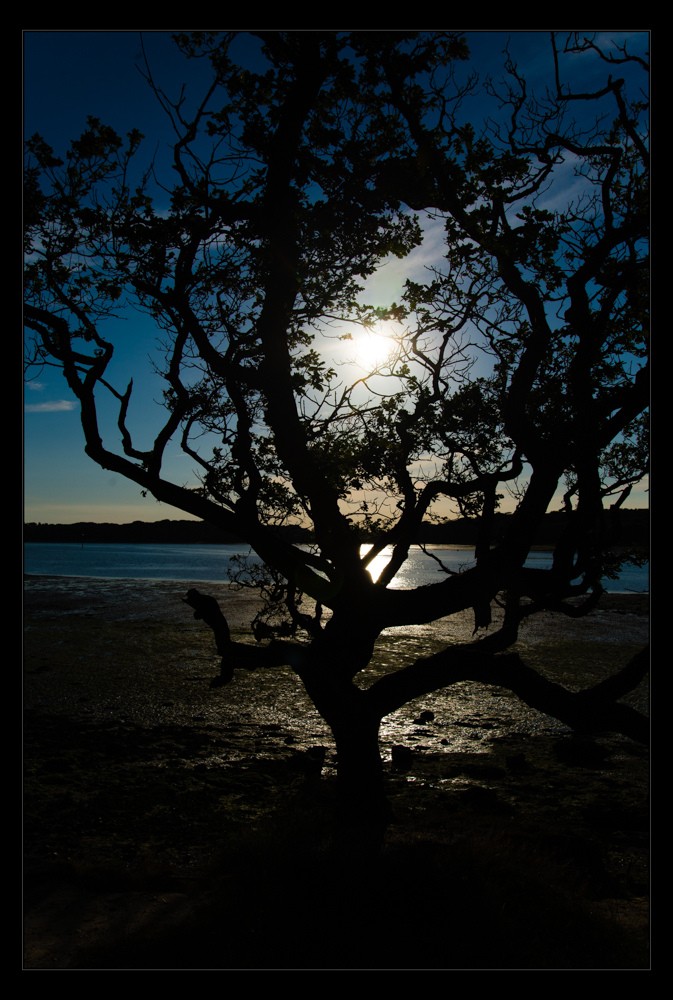 sunset tree