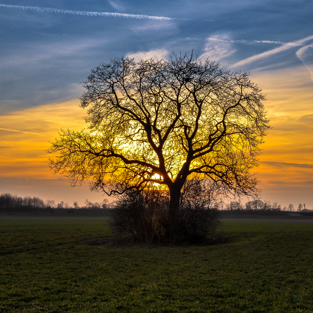 Sunset Tree