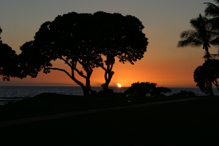 Sunset tree