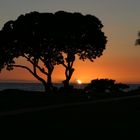 Sunset tree