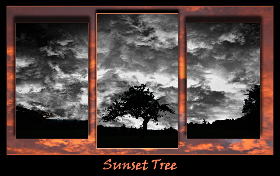 Sunset Tree