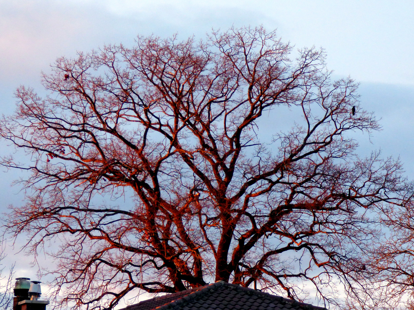 sunset-tree