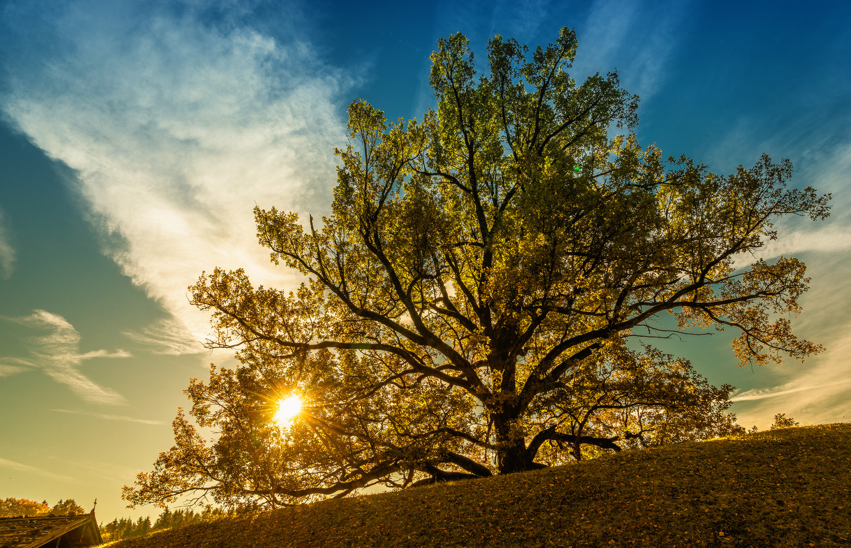 Sunset-Tree